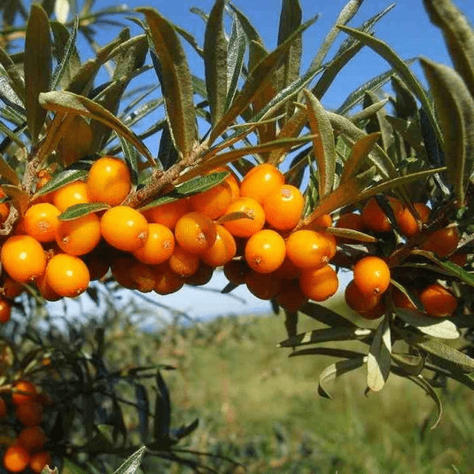 Des images de diff�rentes plantes